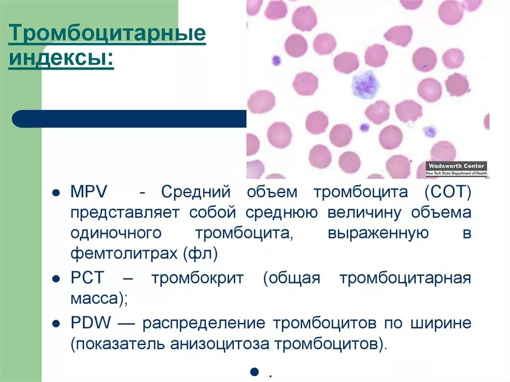 Индекс тромбоциты повышены. Тромбоцитарные индексы. Тромбоцитарный индекс. Распределение тромбоцитов по ширине. Подсчет тромбоцитов в мазке крови.