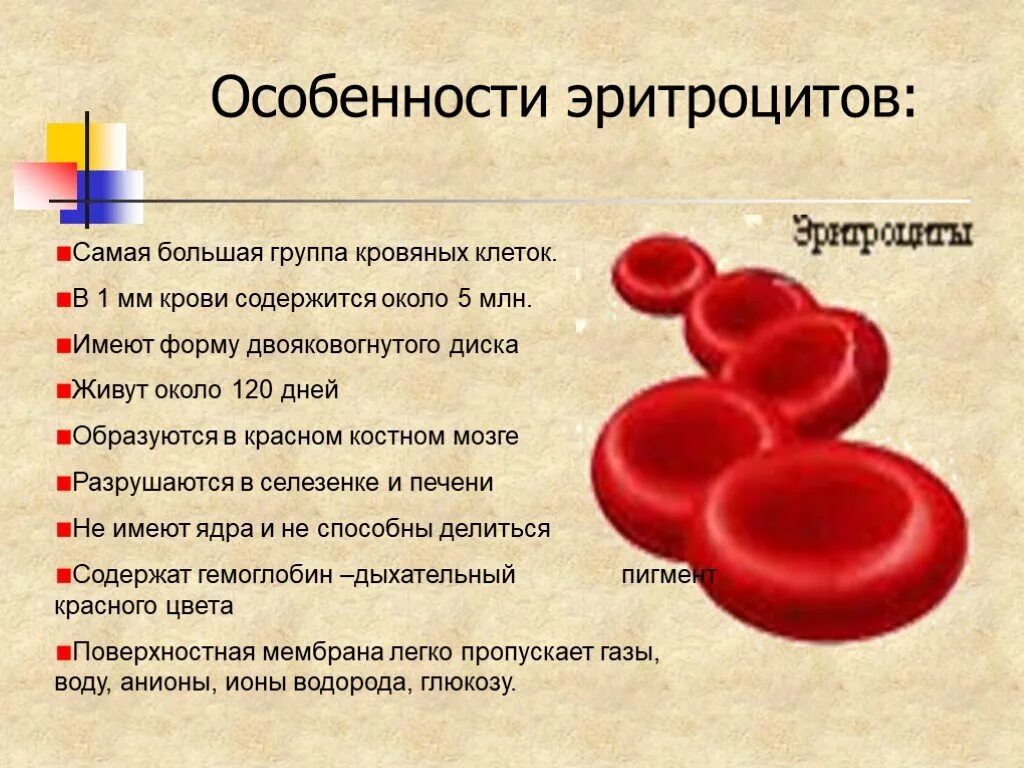 Особенности строения эритроцитов человека. Эритроциты признаки строение. Особенности строения клетки эритроциты человека. Особенности строения красных клеток крови.