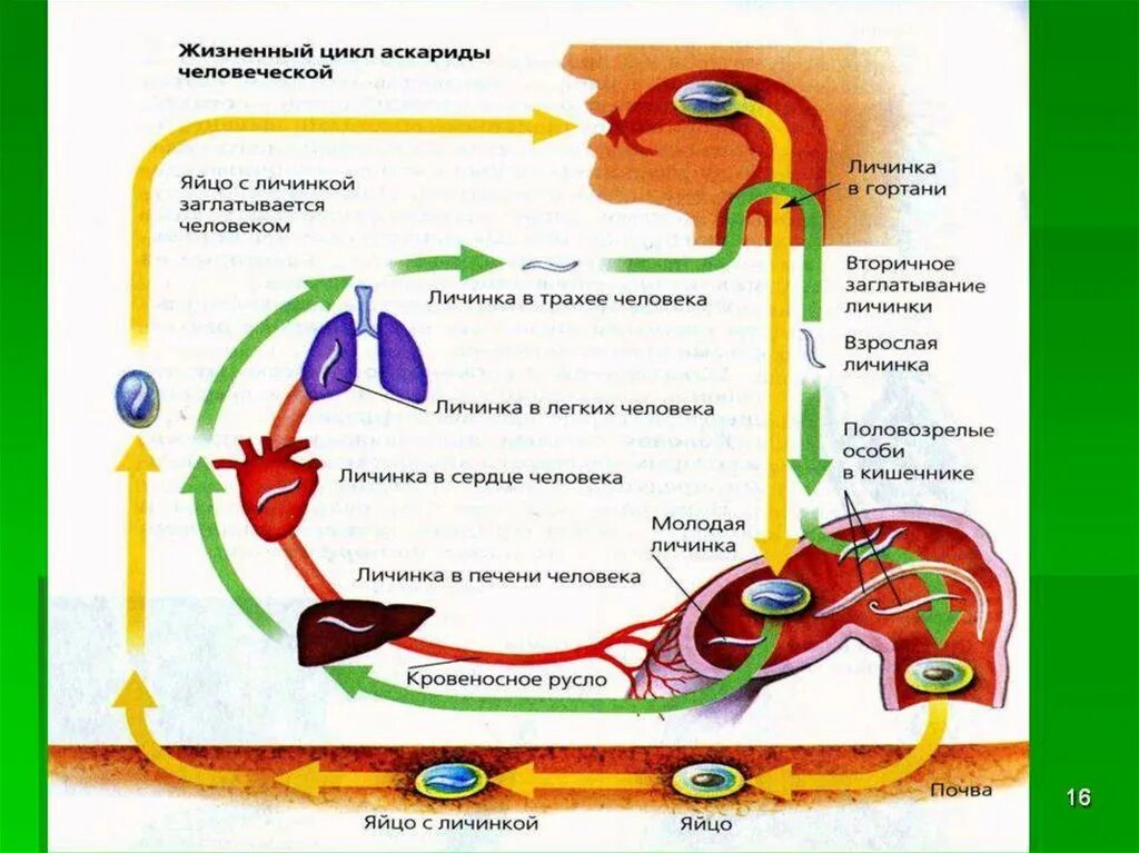 Аскарида строение жизненный цикл. Схема развития человеческой аскариды. Жизненный цикл аскариды человеческой биология.