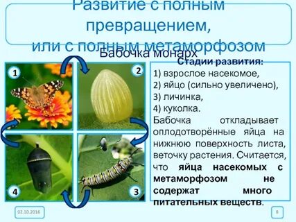 Представители полного превращения