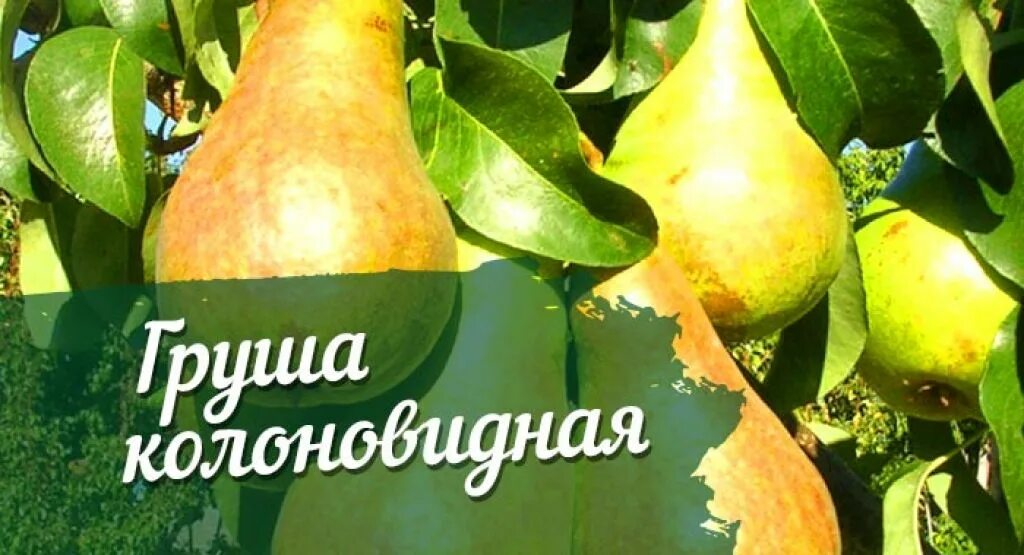 Груша медовая морозостойкость описание сорта: найдено 88 картинок