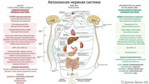 Симпатика и парасимпатика отличия