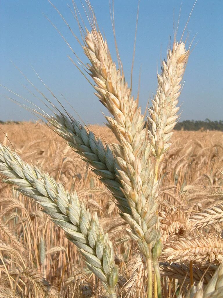 основоположник селекции. колос тритикале. скрещивания пшеницы. тритикале это гибрид. рожь и пшеница.