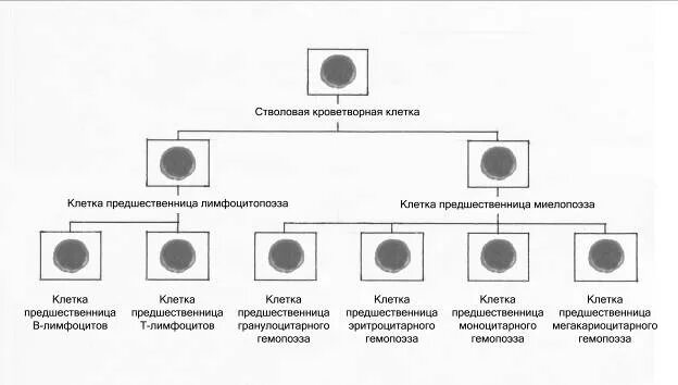 Мультипотентные мезенхимальные стромальные клетки. Полипотентная стволовая клетка. Полипотентная стволовая клетка. Лимфоциты макрофаги фибробласты. Современная схема кроветворения эритропоэз.