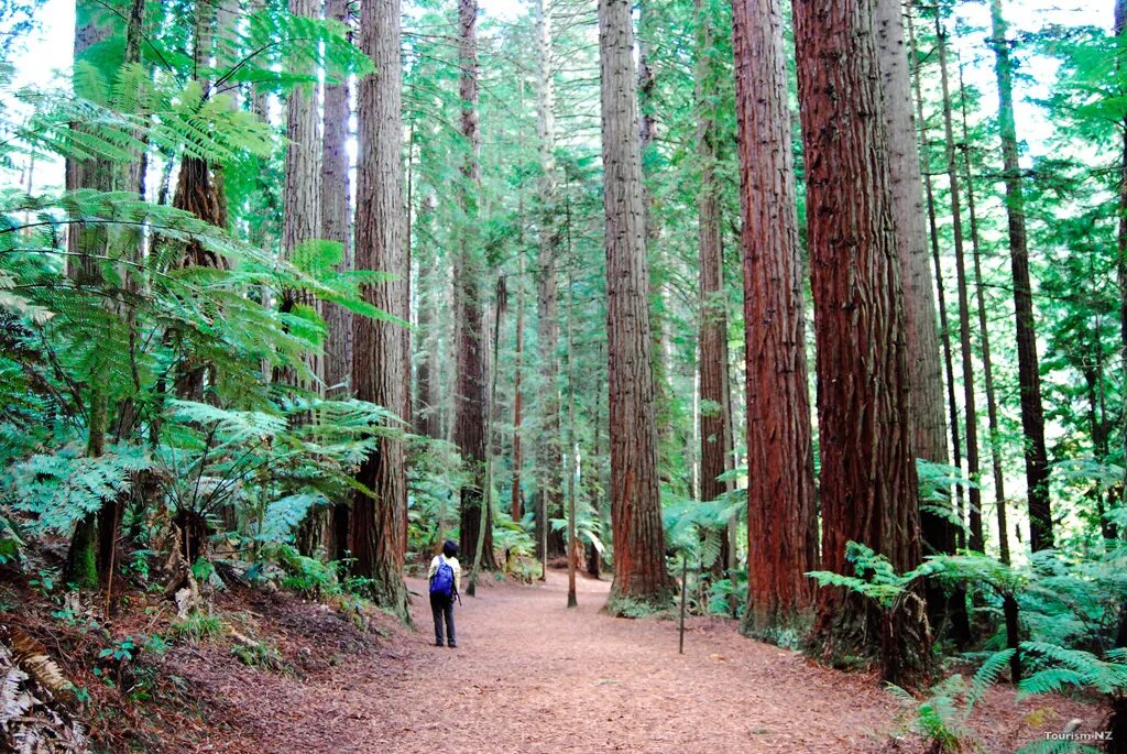 Вечнозеленая страна. Redwood Forest Rotorua. Рата Форест новая Зеландия. Лес Редвуд пиаллиго. Новая Зеландия вечнозеленые леса.