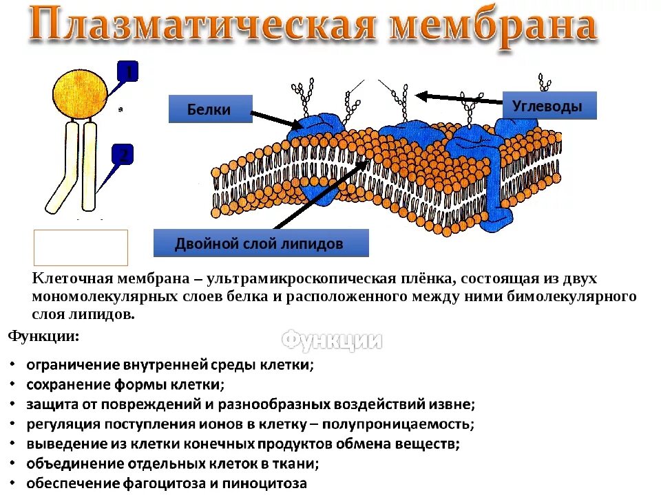 Какие функции выполняют белки мембран. Наружная цитоплазматическая мембрана строение и функции таблица. Строение мембраны клетки . Липиды. Цитоплазматическая мембрана строение и функции. Строение наружной цитоплазматической мембраны.