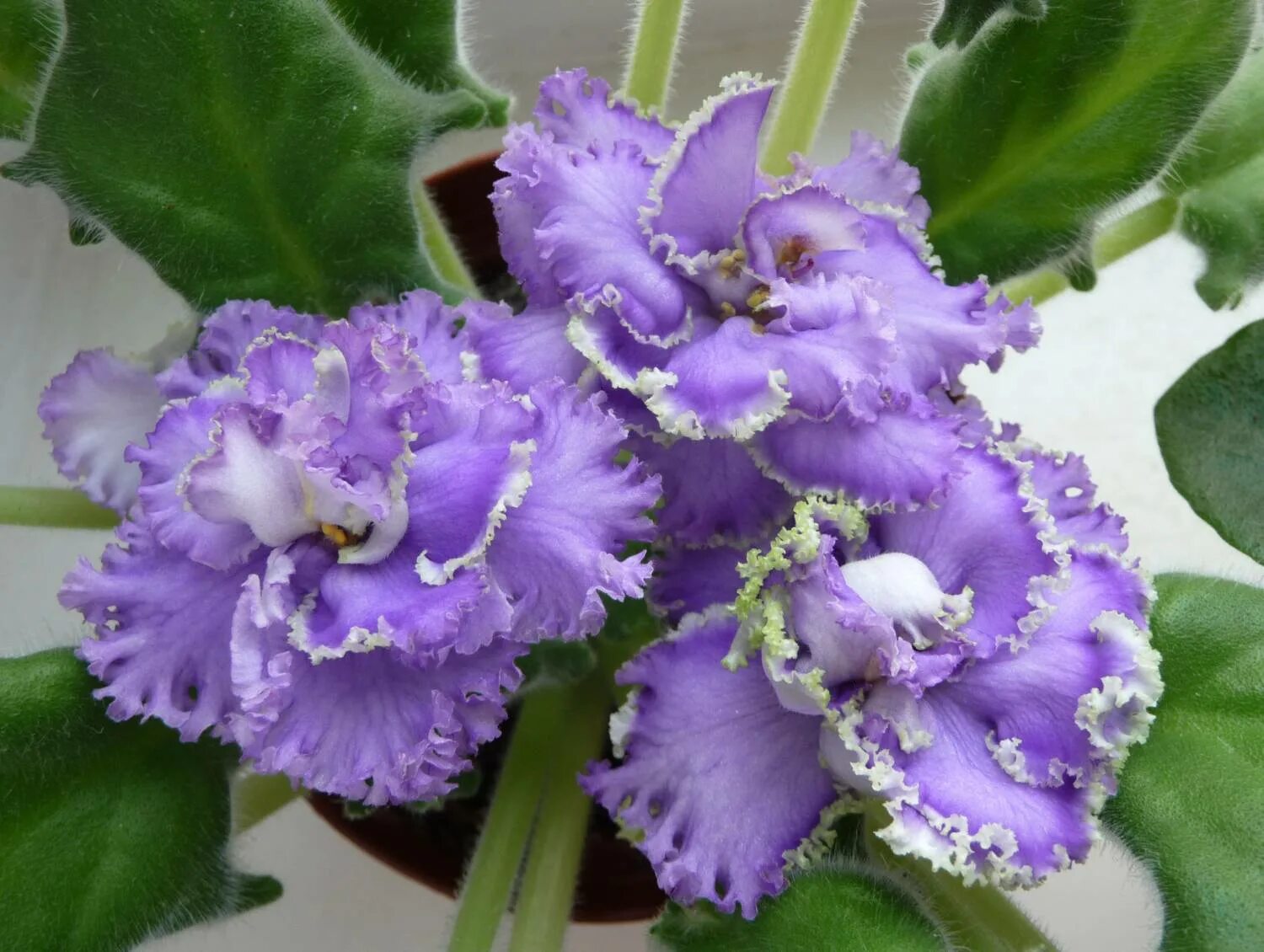 Фиалка emerald city. Фиалка кудри венеры. Фиалка изумрудная любовь. Сорт фиалки изумрудный берег. Ек-изумрудные розы.