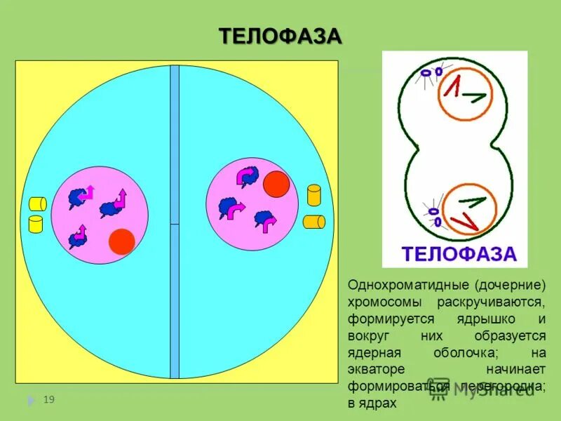 Телофаза митоза ядра дочерних клеток. Митоз нити веретена деления. Телофаза 2 хромосомный набор. Митоз. Фазы клеточного цикла митоза.