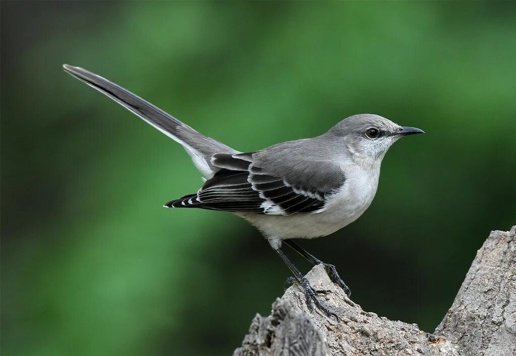 Mocking bird. Дрозд пересмешник. Североамериканский певчий пересмешник. Певчие пересмешники. Белобровый певчий пересмешник.