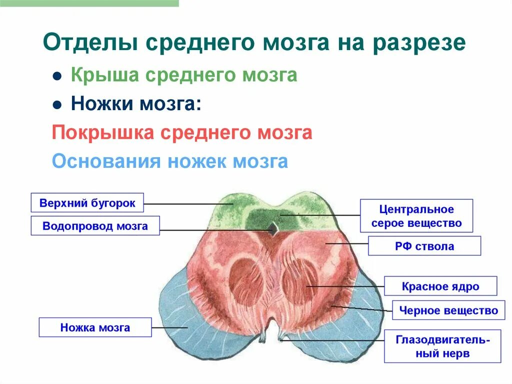 Отделы среднего мозга анатомия. Составные части среднего мозга. Строение отдела среднего мозга. Структуры отделоа сркднеготмозга.