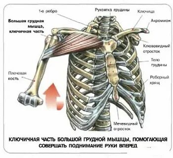 К грудине крепятся