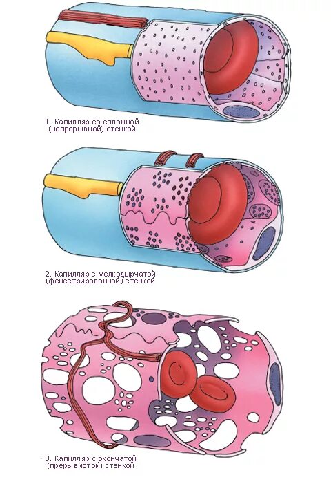 Строение и типы капилляров. Схемы типов капилляров гистология. Классификация капилляров по строению. Капилляры 1 типа. Обменные сосуды физиология.