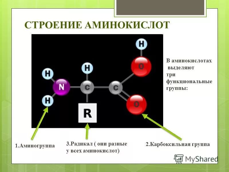 Какие функциональные группы аминокислот. В аминокислотах выделяют три функциональные группы. Строение аминокислот. Функциональные группы аминокислот. Три функциональных группы в аминокислотах.