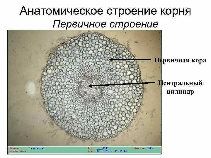 Центральный цилиндр корня. Центральный осевой цилиндр корня. Первичное строение корня. Анатомическое строение корня. Первичное Анатомическое строение корня.