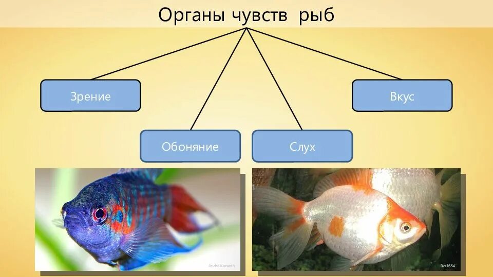 Органы чувств регуляция деятельности организма рыбы. Органы чувств у рыб 7 класс биология. Органы осязания у рыб. Органы обоняния у рыб.