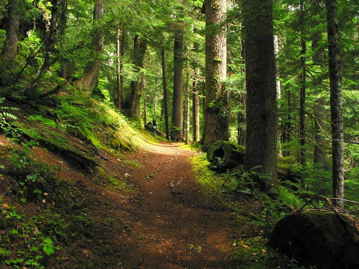 Forest paths. Аппалачская тропа лес. путь в лесу. путь в лесу картинки. forest path.