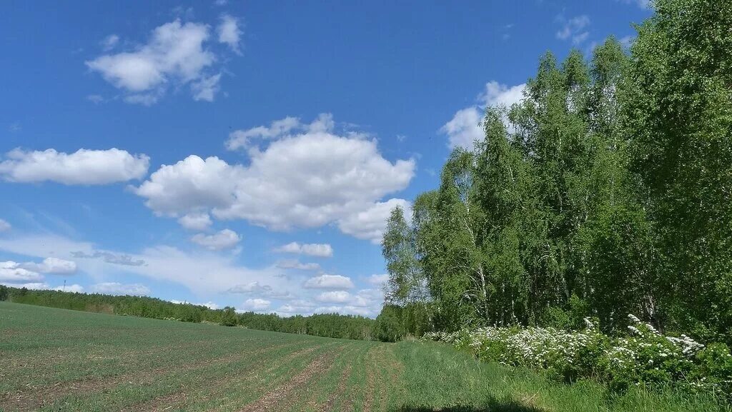 Береза в поле. Березы небо. Березы и небо Россия. Березовый лес и небо.