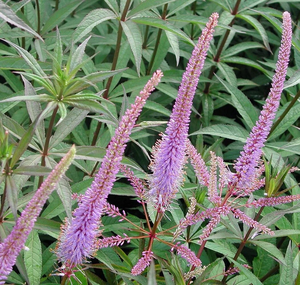 Вероникаструм сибирский. Вероникаструм виргинский fascination. Вероникаструм биргинская. Вероникааструм. Вероникаструм виргинский фасцинейшн.