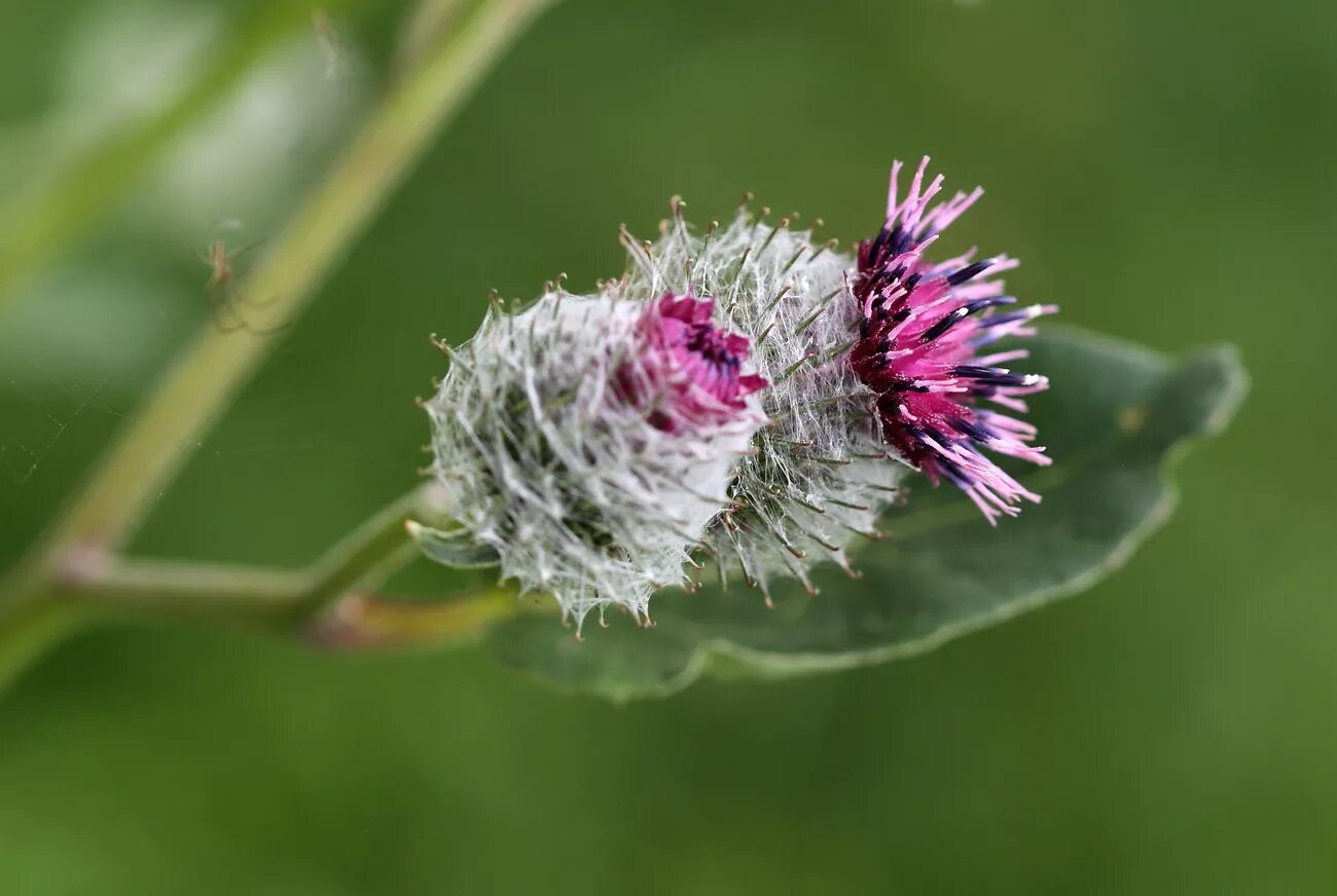 Лопух картинки. Лопух паутинистый (Arctium tomentosum). Лопух большой репейник. Репейник паутинистый. Лопух большой Arctium Lappa.