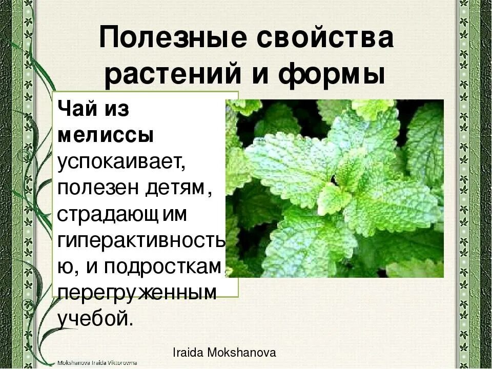 Свойства листьев мяты