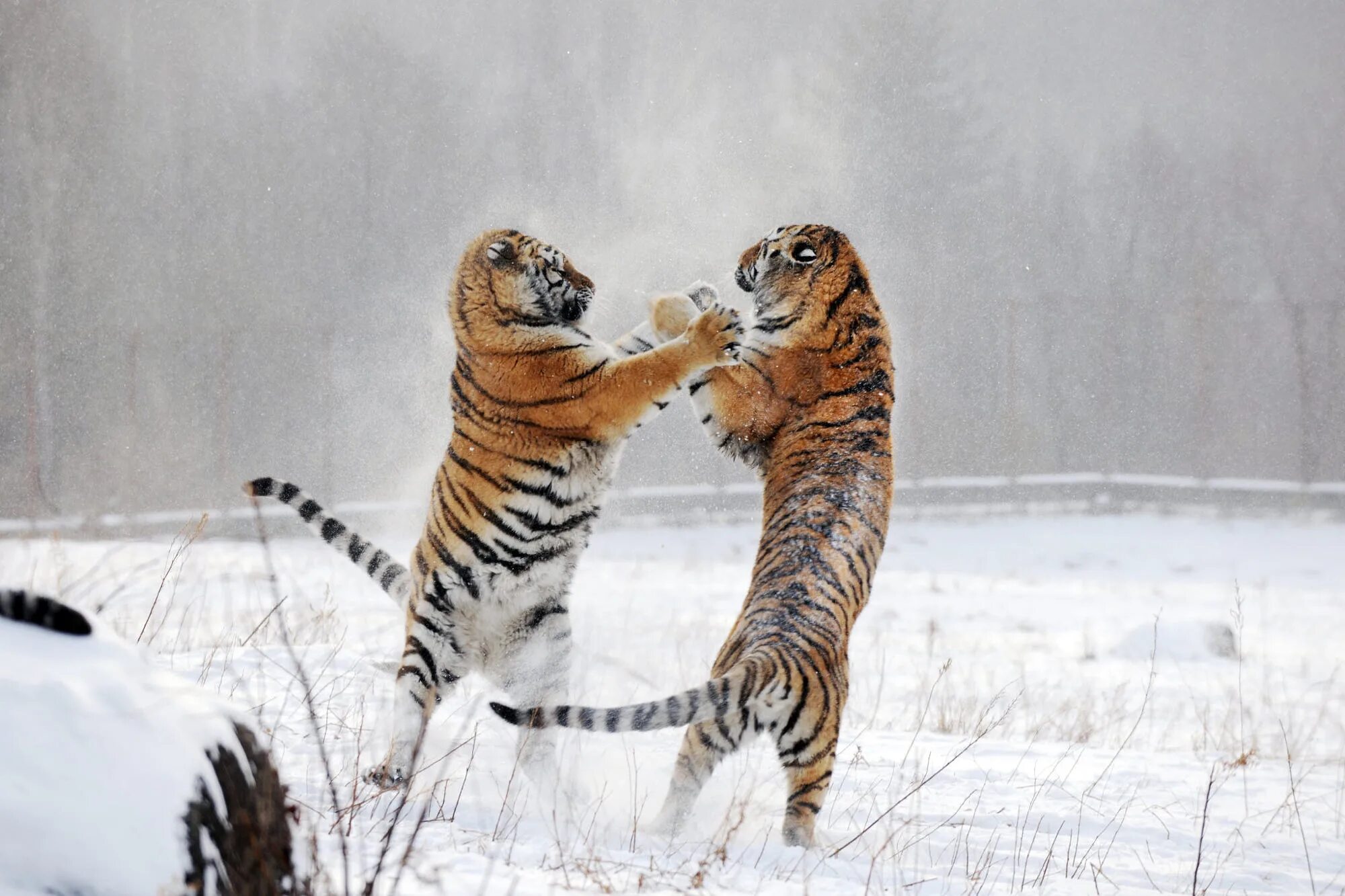 Тигры в снегу харьков. Тигр на снегу. Тигр зимой. Тигры в снегу 27 февраля. Уссурийский тигр в тайге.