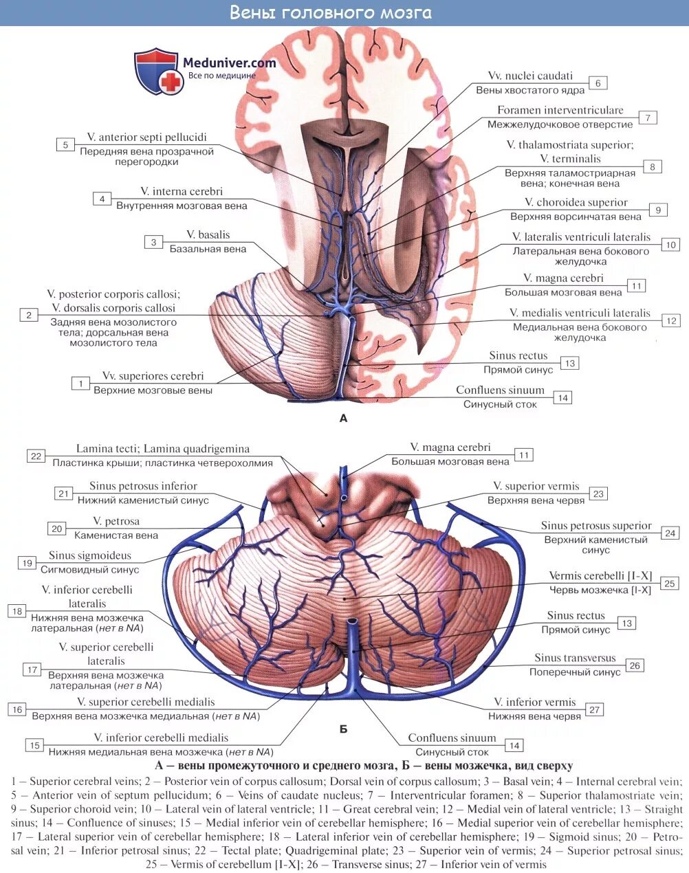 Верхние вены мозга. Вены мозжечка анатомия. Поверхностная средняя мозговая Вена. Поверхностные вены полушарий большого мозга. Кровоснабжение головного мозга схема вены.