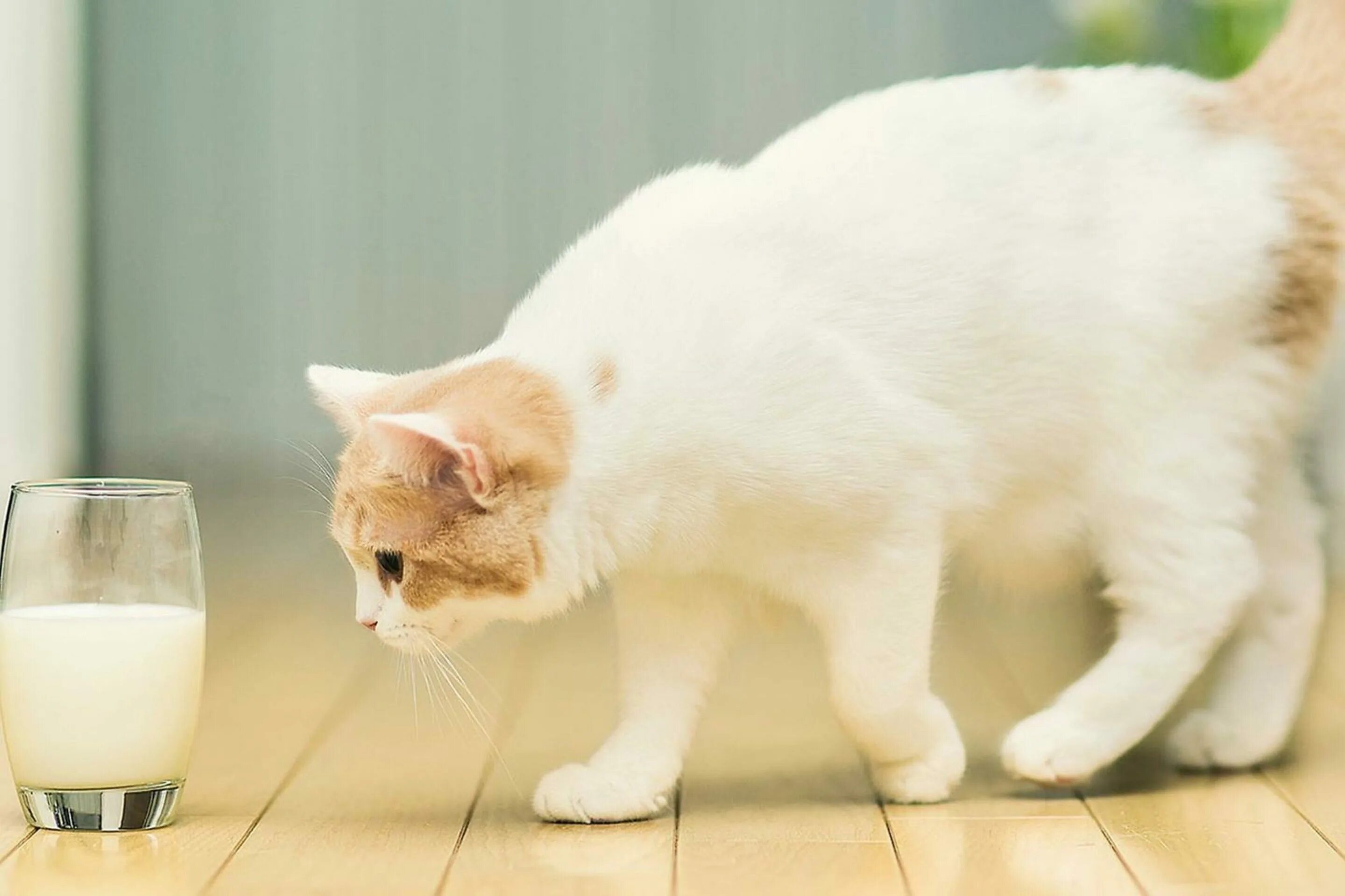 Сижу молоко пью. Кот пьет молоко. кошка пьет молоко. котик с молоком. котенок пьет молоко.
