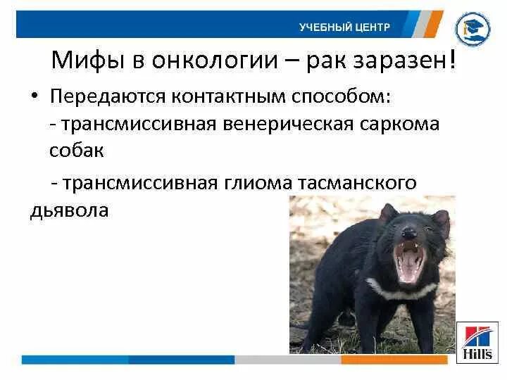 Среди позвоночных животных известны случаи заразного рака. Трансмиссивная венерическая саркома. Трансмиссивная саркома у собак. Трансмиссивная венерическая саркома у кобеля. Венерическая опухоль собак.