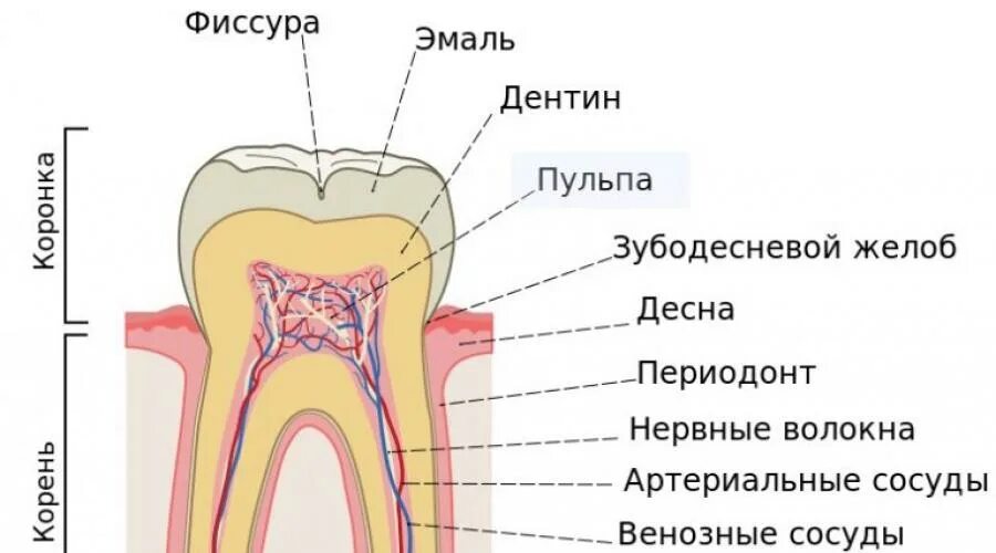 Сколько ходят с лекарством в зубе. Мышьяк для зубов в зубе.