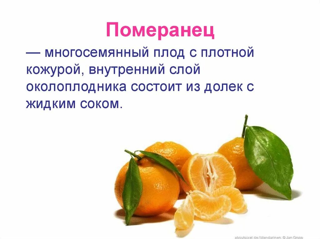 Слой околоплодника. Померанец строение плода. Померанец плод цитрусовых. Померанец гесперидий. Плод померанец биология.