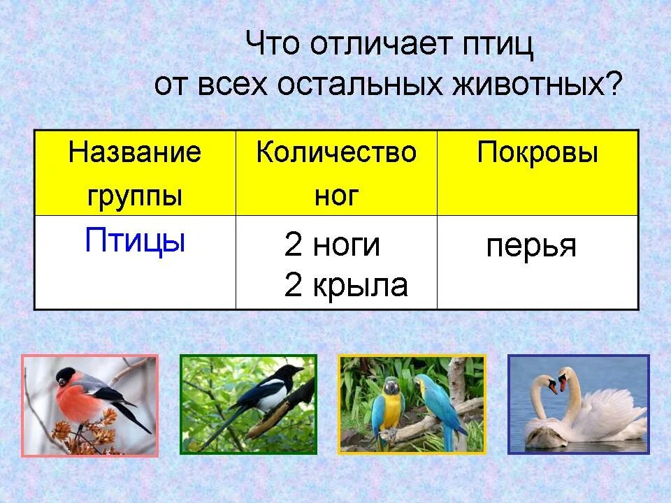 Название группы птиц. Группа животных птицы. Название групп птиц. Признаки птиц. Главные признаки птиц.