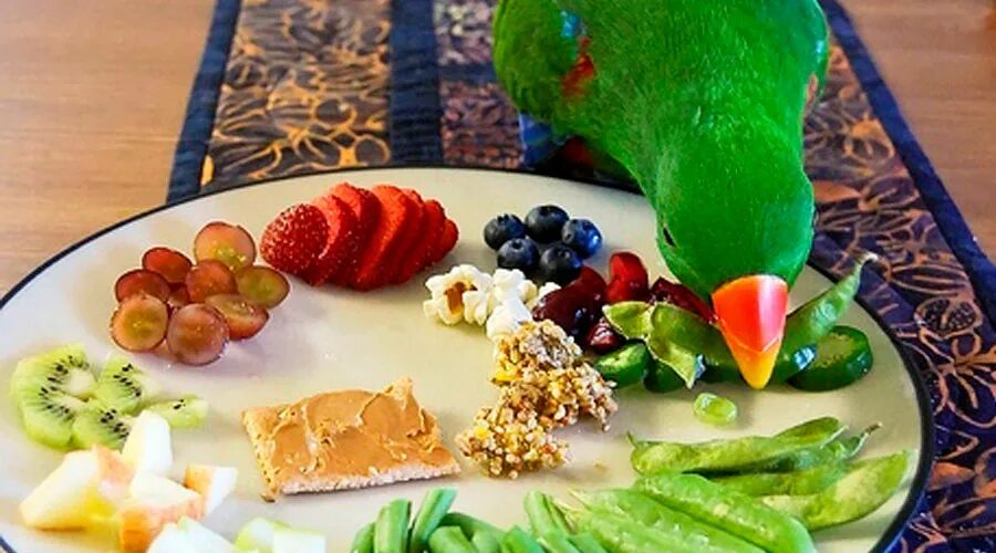Что можно давать попугаям кушать