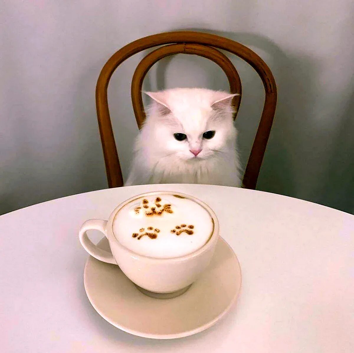 Кофе кот мем. Утренний кот. кот и кофе. котик с кофе. доброе утро кошечка.