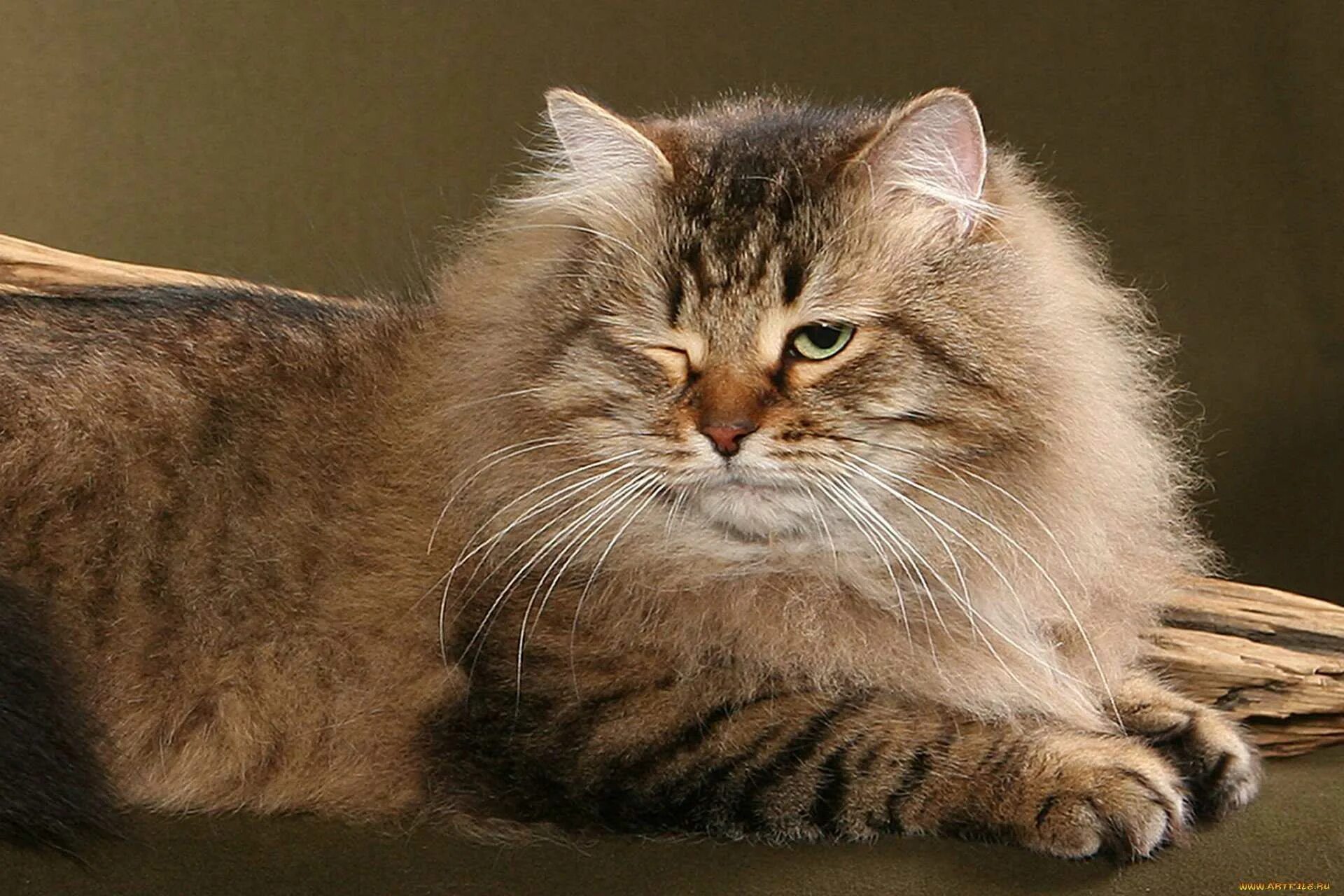 Кошки сиб. Сибирская длинношерстная кошка. Кот сибирской породы. Сибирская полудлинношерстная кошка. Сибирский кот короткошерстный.