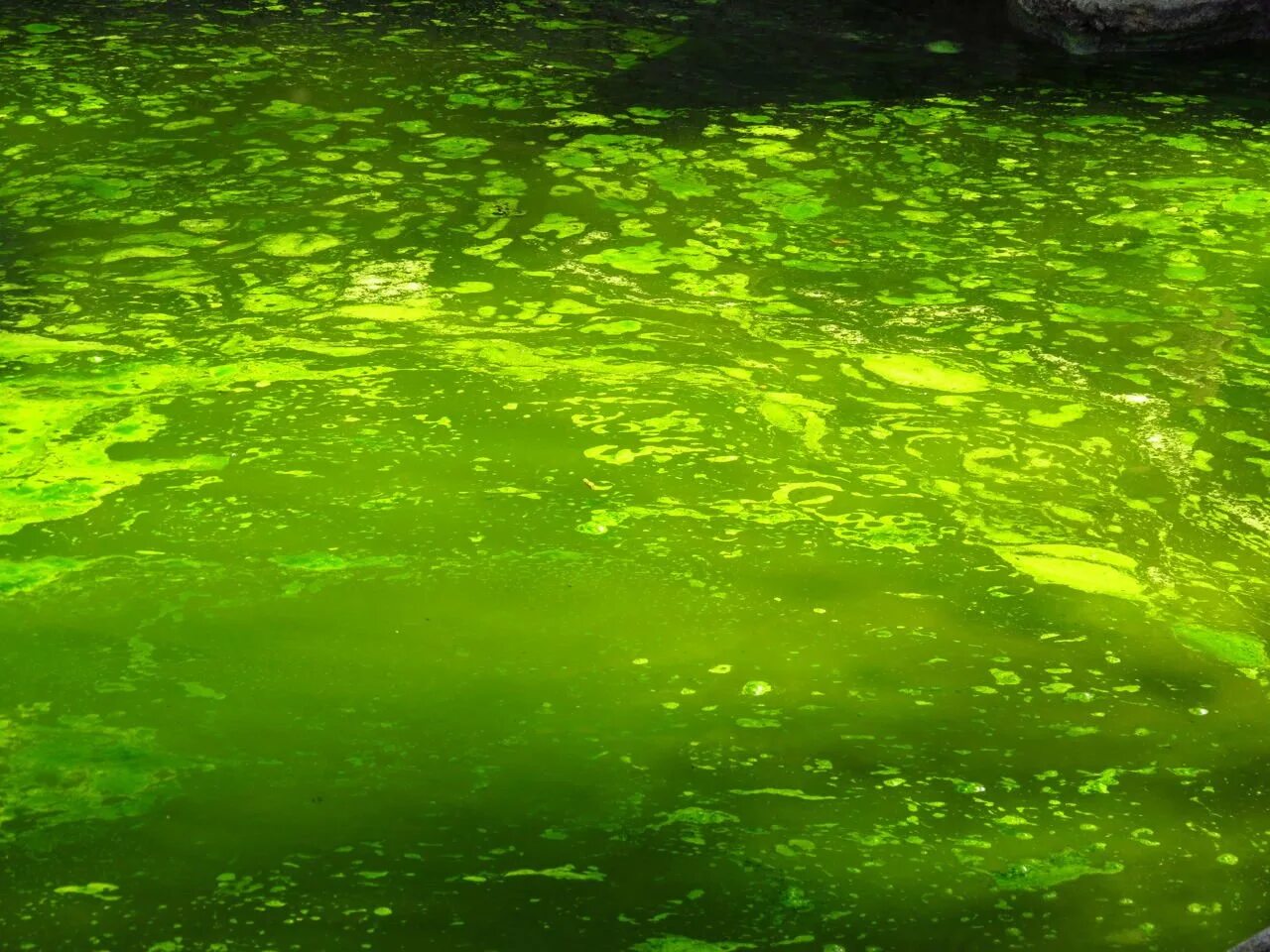 Зеленая вода Санг. Зелёный. Воды зеленого цвета. Вода Зелена красивая. Прозрачная зеленая вода