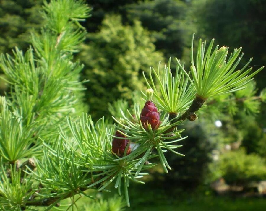 Семейство хвойных. Лиственница Сибирская Larix sibirica. Лиственница Сибирская Бригантина. Лиственница Даурская. Лиственница Чекановского.