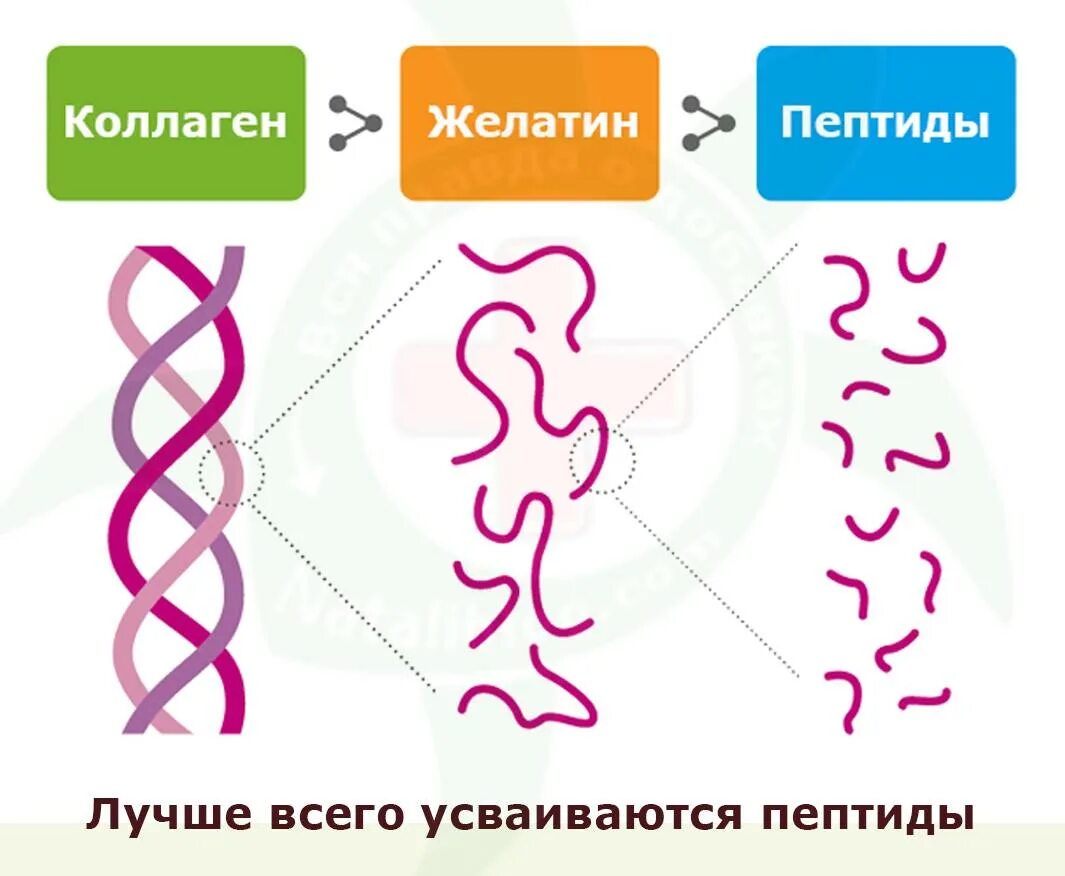 Чем отличается коллаген от желатина. Как принимать желатин вместо коллагена. Чем отличается коллаген от желатина. Отличие коллагена от желатина. Чем отличается коллаген от желатина.