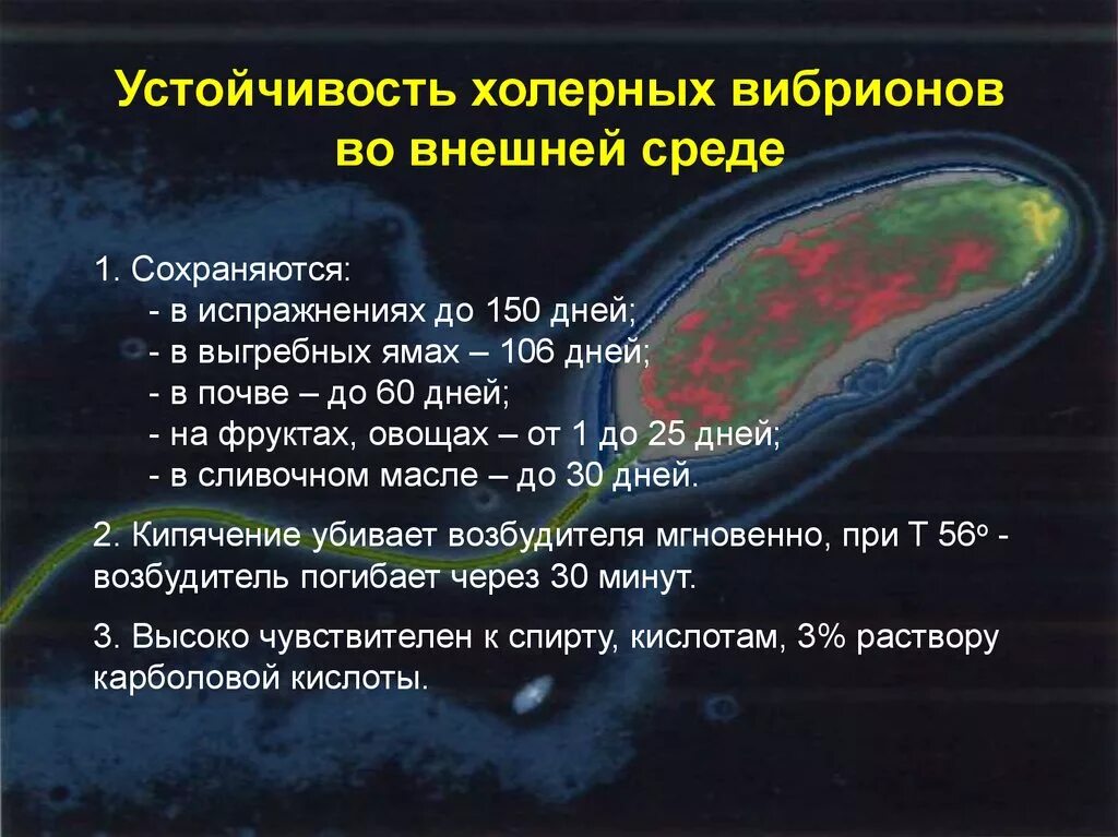 Организм трутовик окаймленный холерный вибрион. Vibrio cholerae препарат. Холерный вибрион устойчивость во внешней среде. Vibrio cholerae устойчивость во внешней среде. Возбудитель холеры резистентность.