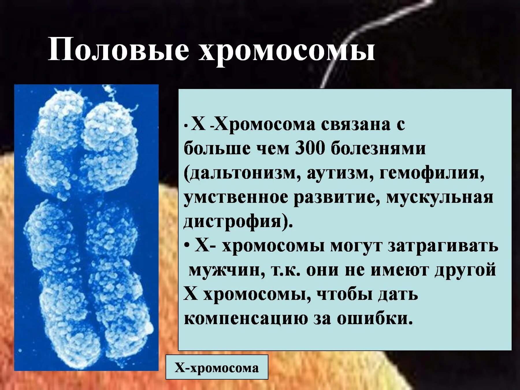 Х хромосома это мужская или. Пол хромосомы. х хромосома.