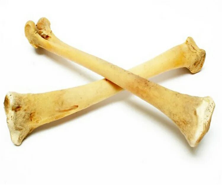 Кость полтора. Косточка на белом фоне. Косточка -витамин. Кость полтора. Linea intertrochanterica femoris.