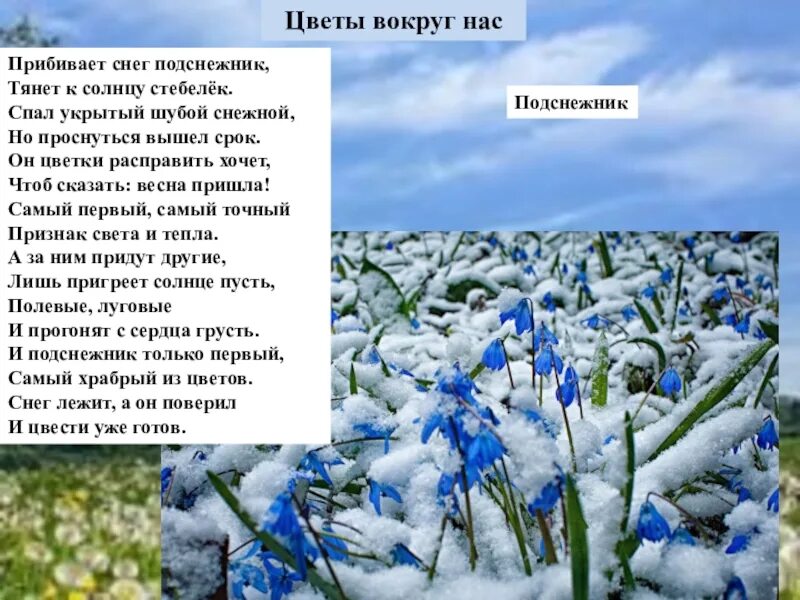 Придумать загадку про Подснежник 5 предложений. Подснежник - снег какой корень. Смелый маленький Подснежник тянется к теплому солнышку. Являются ли слова Подснежник снежный снег однокоренными.