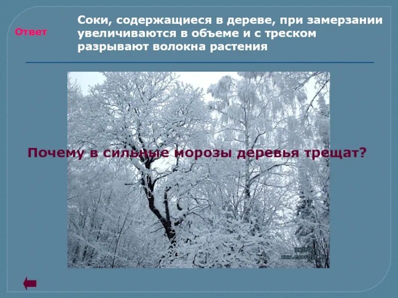 Почему дерево трещит\. Деревья трещат от Мороза. Почему при сильном морозе деревья трещат. Сильные Морозы доклад.