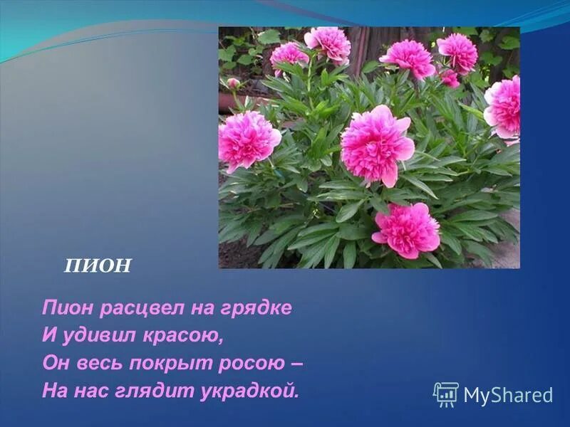 Красивые стихи о пионах. Загадка про пион для детей. Стишок про пион. Пион про 30. Высказывания про пионы.