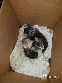 Котята зеленоград в добрые