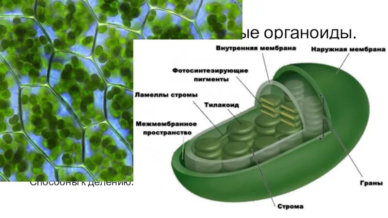 Митохондрия микротрубочка хлоропласт. Строение органеллы хлоропласта. Межмембранное пространство хлоропласта. Строение хлоропласта и тилакоида. Строение мембраны органоидов клетки.