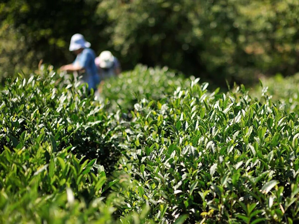 В россии растет чай. Чайные плантации Адыгея. Чайные плантации Хоста. Адыгейские чайные плантации. Адыгейский чай плантации.