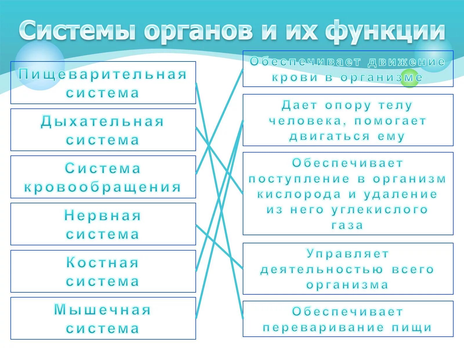 Системы человека таблица. Системы органов и их функции. Системы органов человека и их функции. Функции органов человека таблица. Основные системы органов и их функции.