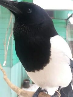 Говорящая сорока