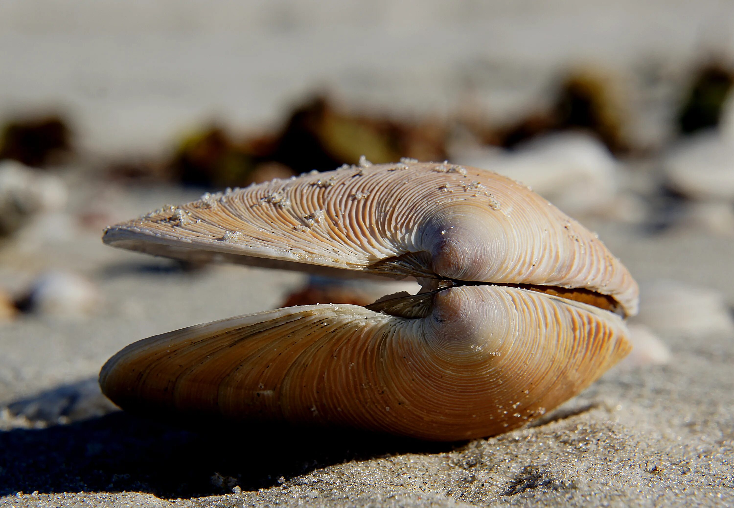 Беззубка морская. Брюхоголовые моллюски. Мягкотелые моллюски.