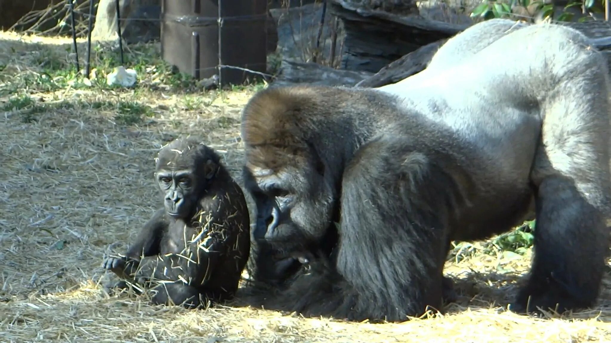 Если хотите стать сильными детки тетя горилла. Семья Момотаро гориллы. Обезьяний питомник в Адлере. Старый самец гориллы в зоопарке.